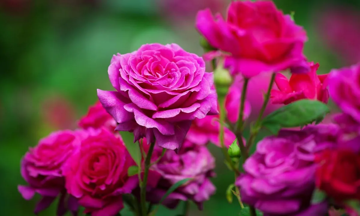 Los jardines romanos